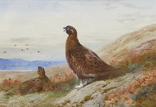 The Challenge, , Archibald Thorburn