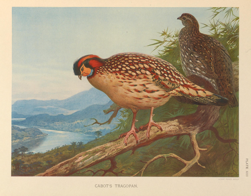 Cabot's Tragopan (Tragopan caboti), , Archibald Thorburn