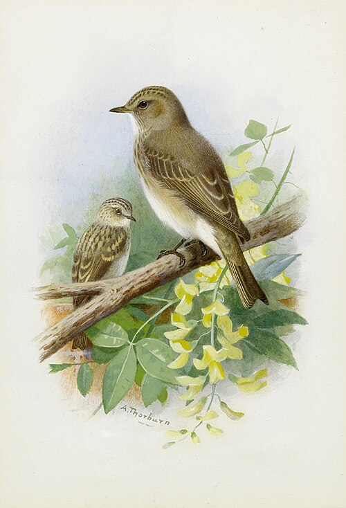 Spotted Flycatchers, , Archibald Thorburn