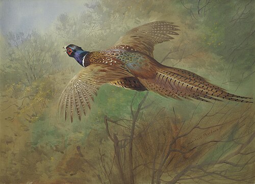 Pheasant in flight, , Archibald Thorburn