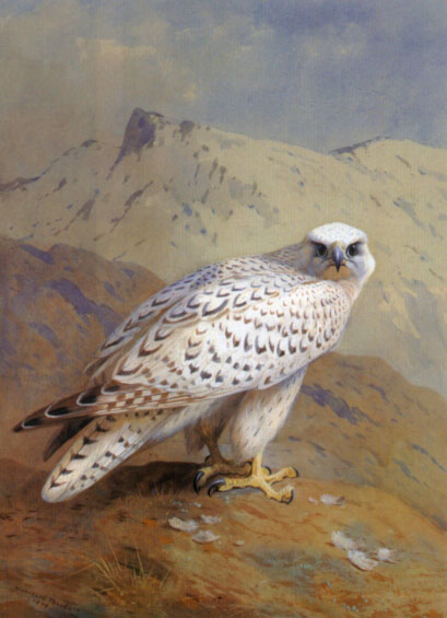 A Greenland, or Gyr Falcon, 1935, Archibald Thorburn
