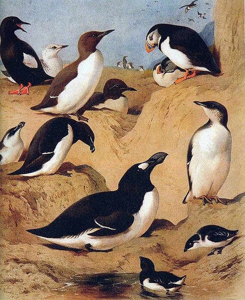 Auks, , Archibald Thorburn