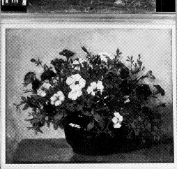 Petunia's, 1892, Johannes Evert Akkeringa