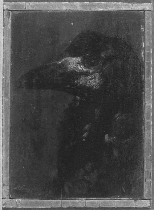 Kopf einer Saatkrähe, , Max Correggio