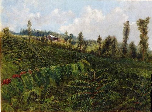 Coffee Plantation, Puna, 1890, David Howard Hitchcock