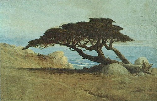 Witch Tree, Carmel, 1918, D. Howard Hitchcock