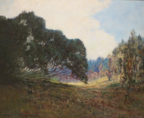 Kokee Trees, Kauai, 1913, D. Howard Hitchcock