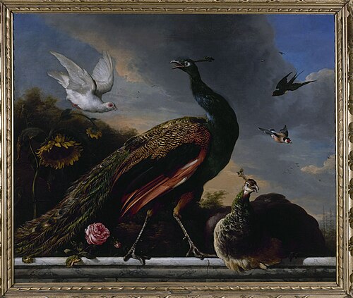 Paons, mâle et femelle, 1681, Melchior de Hondecoeter