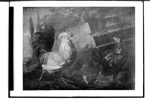 Rooster and hens, , Melchior de Hondecoeter