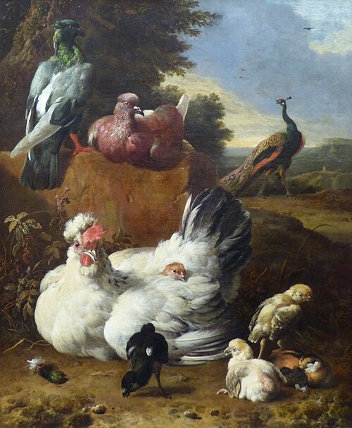 La poule blanche, 1660, Melchior d'Hondecoeter