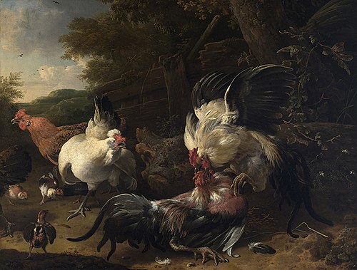 Roosters fighting, 1686, Melchior d'Hondecoeter