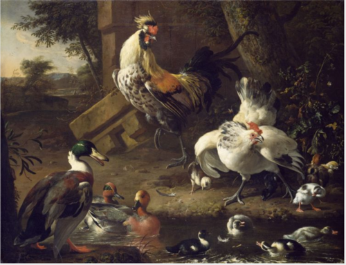 Poultry, , Melchior d'Hondecoeter