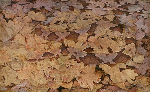 Copperhead Snake on Dead Leaves, study for book Concealing Coloration in the Animal Kingdom, 1912, Abbott Handerson Thayer