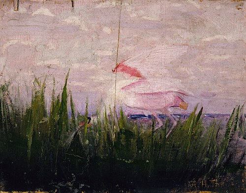Roseate Spoonbill, study for book Concealing Coloration in the Animal Kingdom, 1907, Abbott Handerson Thayer