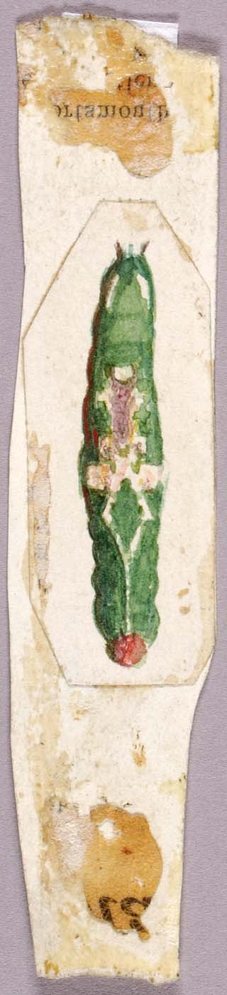 White Birch Leaf Edge Caterpillar, study for book Concealing Coloration in the Animal Kingdom, , Abbott Handerson Thayer