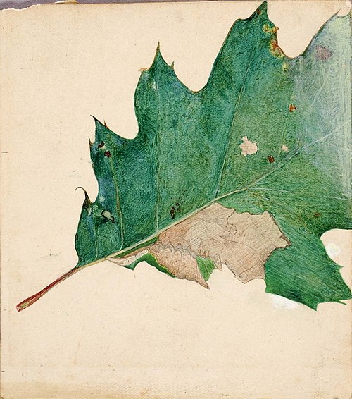 Oligocentra Lignicolor, Walker, study for book Concealing Coloration in the Animal Kingdom, , Abbott Handerson Thayer