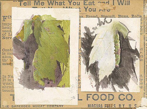 Heterocampa Biundata, Walker, study for book Concealing Coloration in the Animal Kingdom, 1885, Abbott Handerson Thayer