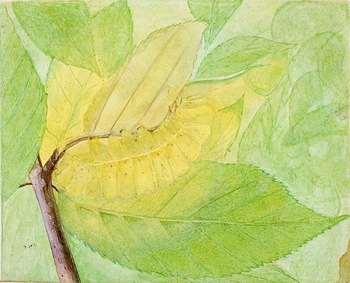 Lunar Caterpillar, study for book Concealing Coloration in the Animal Kingdom, 1885, Abbott Handerson Thayer
