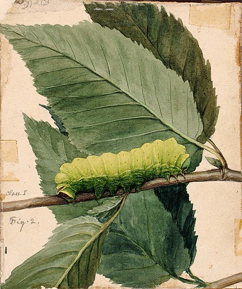 Lunar Caterpillar, study for book Concealing Coloration in the Animal Kingdom, 1885, Abbott Handerson Thayer