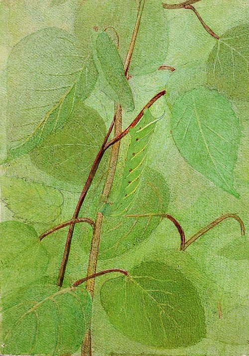 Sphinx Caterpillar, study for book Concealing Coloration in the Animal Kingdom, 1885, Abbott Handerson Thayer