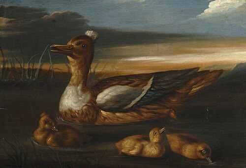 Duck and Its Brood, , Francis Barlow