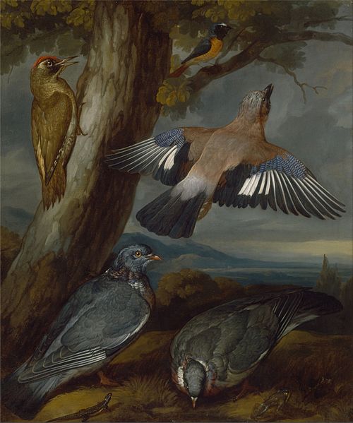 Jay, Green Woodpecker, Pigeons, and Redstart, 1650, Francis Barlow