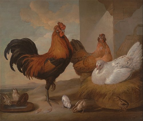 Domestic Cock, Hens, and Chick, 1655, Francis Barlow