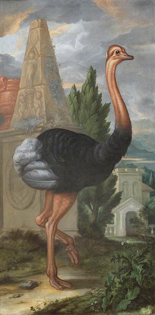 An Ostrich, , Francis Barlow