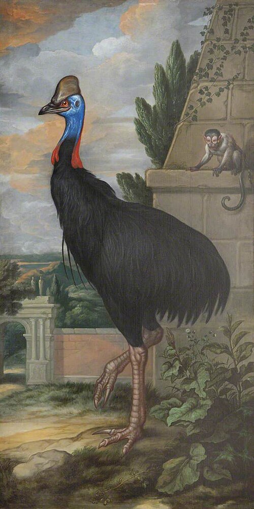 A Cassowary, 1685, Francis Barlow