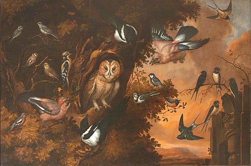 An Owl being Mobbed by other Birds, 1673, Francis Barlow