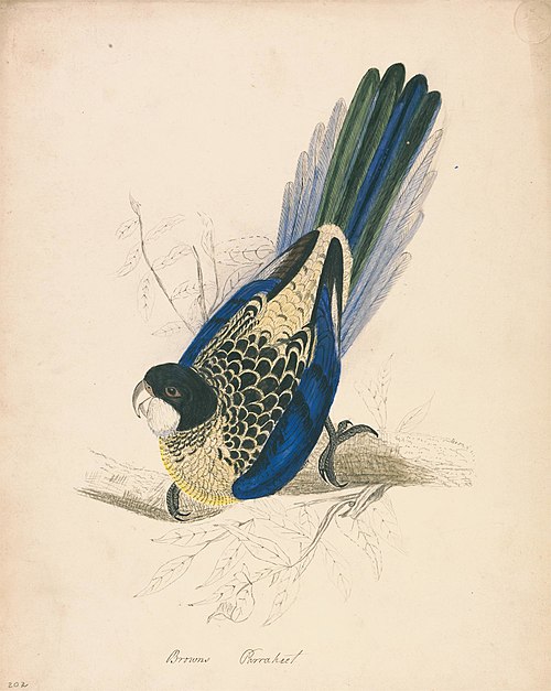 Brown's Parakeet, 1832, Edward Lear