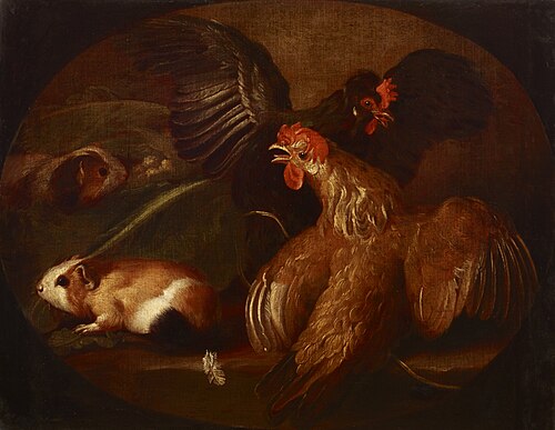 Hens and Guinea Pigs, 1719, Giovanni Agostino Cassana