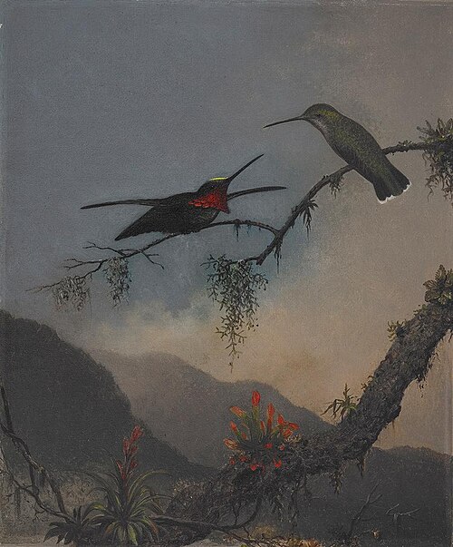 Stripe-breasted Starthroat, 1863, Martin Johnson Heade