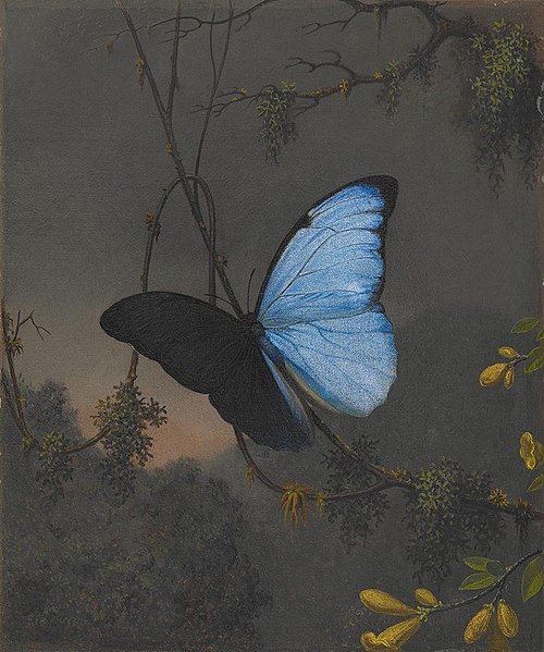 Blue Morpho Butterfly, 1863, Martin Johnson Heade