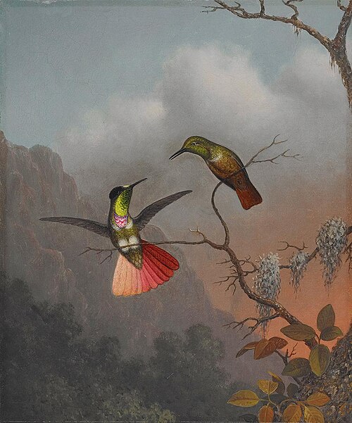 Hooded Visorbearer, 1863, Martin Johnson Heade