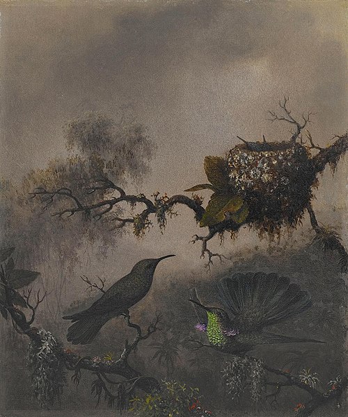 White-vented Violet-ear, 1863, Martin Johnson Heade