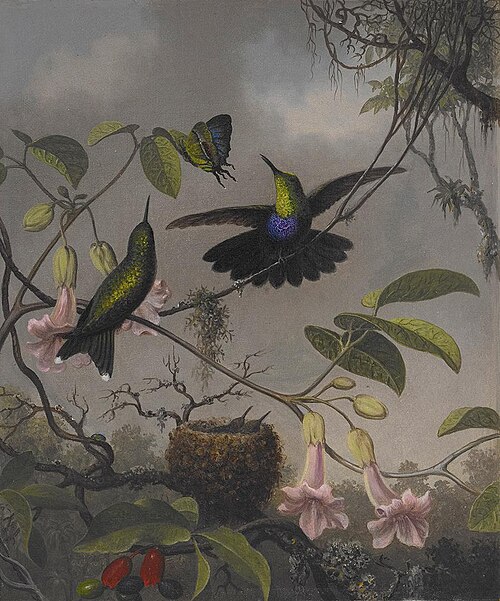 Fork-tailed Woodnymph, 1863, Martin Johnson Heade