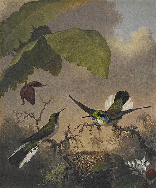Black-eared Fairy, 1863, Martin Johnson Heade