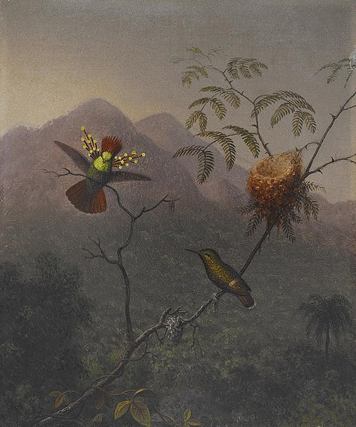 Tufted Coquette, 1863, Martin Johnson Heade