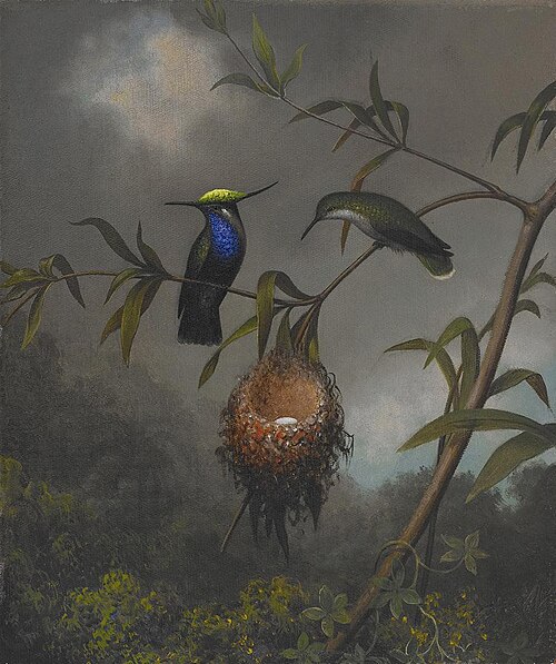 Black-breasted Plovercrest, 1863, Martin Johnson Heade