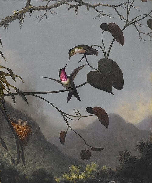 Amethyst Woodstar, 1863, Martin Johnson Heade