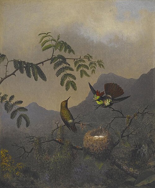 Frilled Coquette, 1863, Martin Johnson Heade