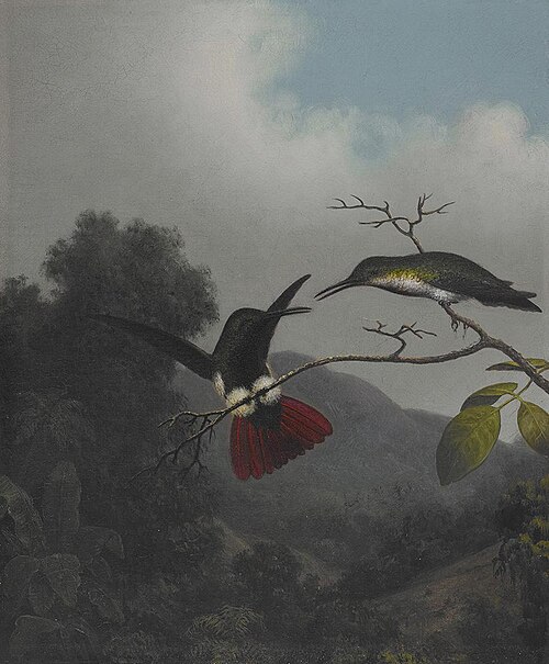 Black-throated Mango, 1863, Martin Johnson Heade