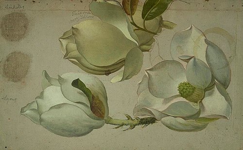 Study of Three Magnolia Blossoms, 1885, Martin Johnson Heade