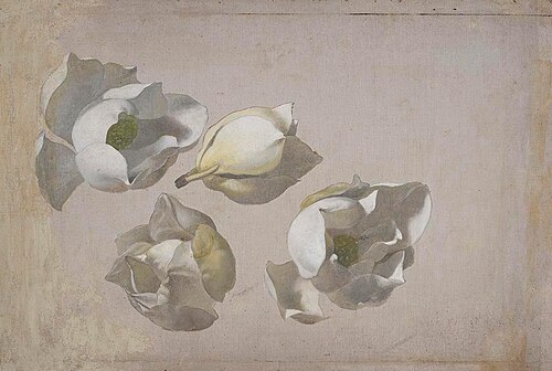 Study of Four Magnolia Blossoms, 1885, Martin Johnson Heade