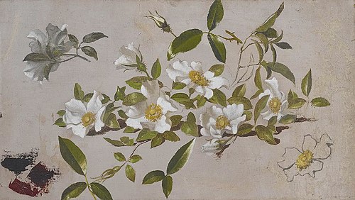 Branches of Cherokee Roses, 1885, Martin Johnson Heade