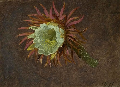 Study of a Night-Blooming Cereus, 1871, Martin Johnson Heade