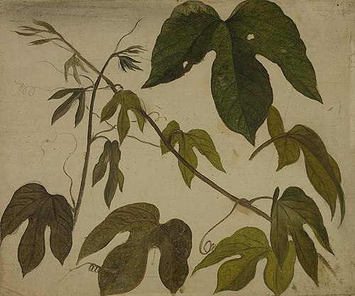 Study of Passion Flower Leaves, 1870, Martin Johnson Heade