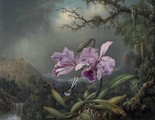 Study of an Orchid, 1872, Martin Johnson Heade