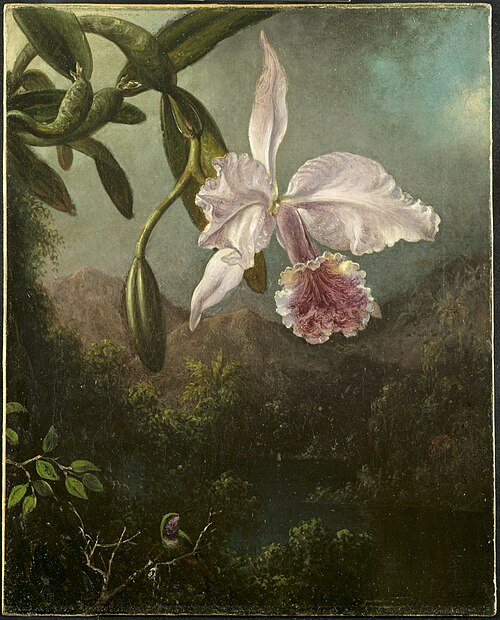 Orchid Blossoms, 1873, Martin Johnson Heade